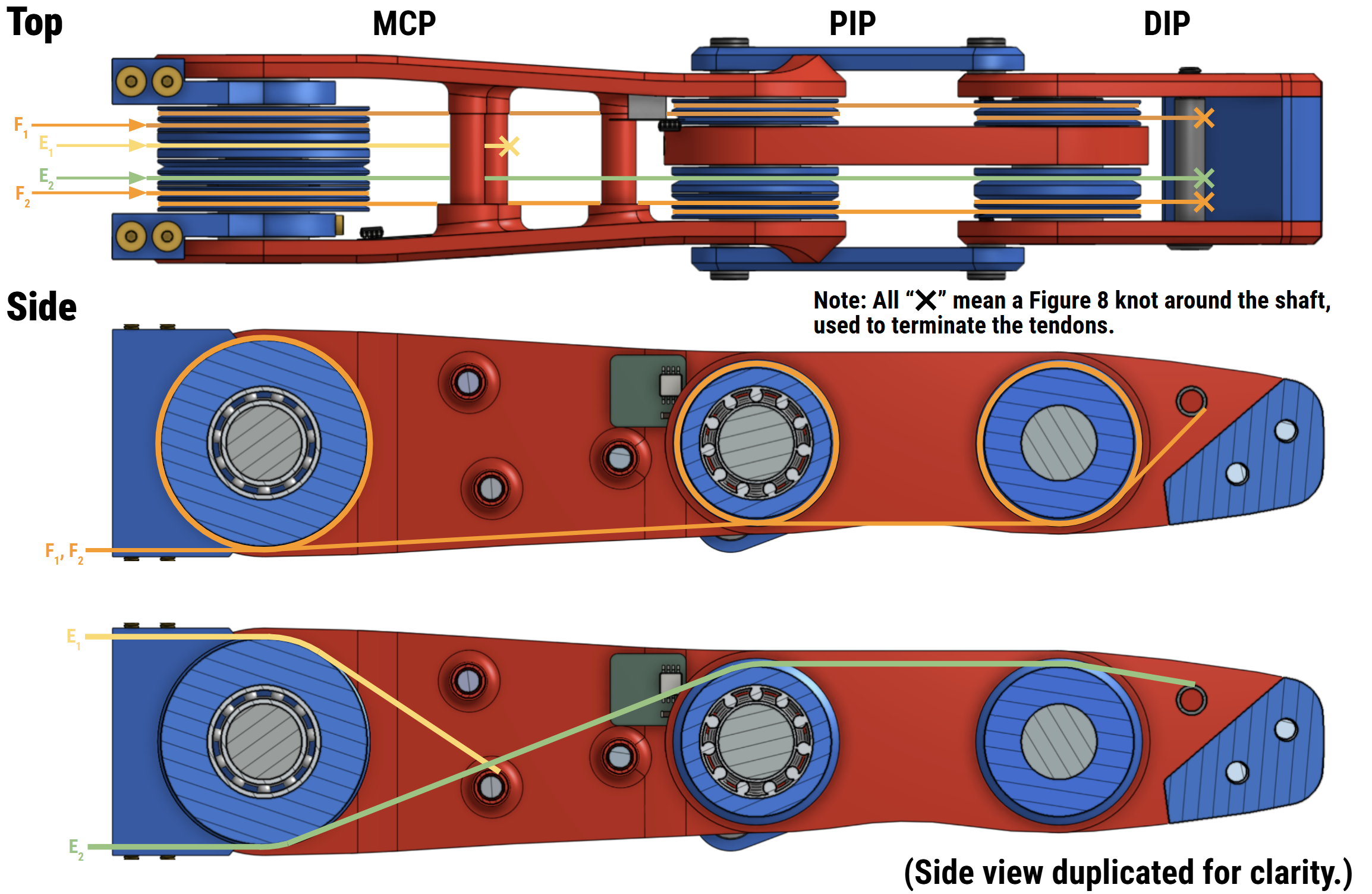 Tendon routing diagram